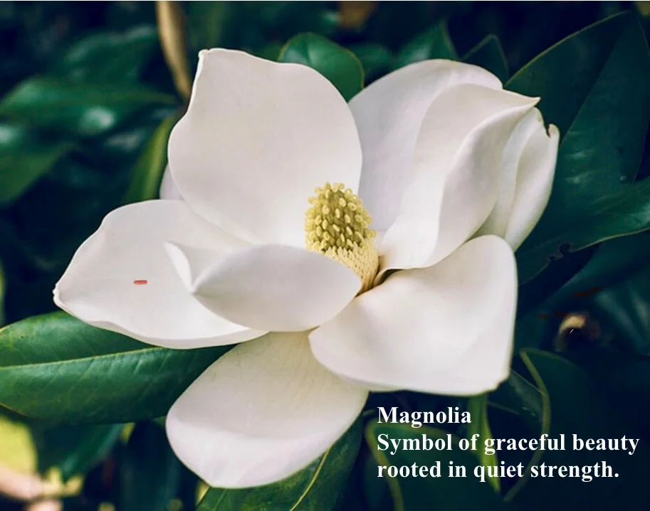 Magnolia — symbol of graceful beauty rooted in quiet strength